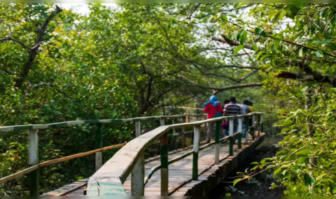Sundarban tour